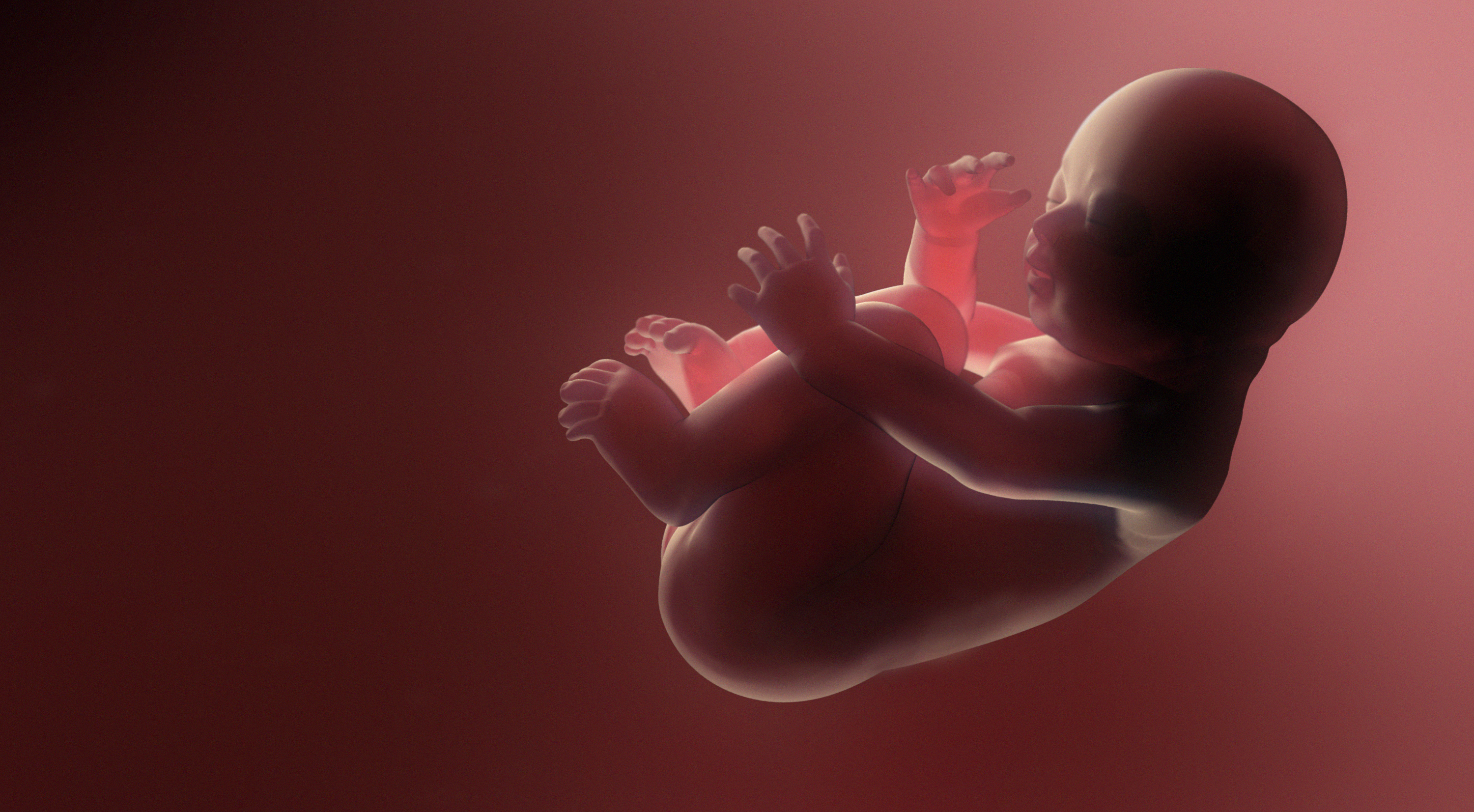 Дети внутри мамы. Эмбрион в утробе матери. Plod Rewena.
